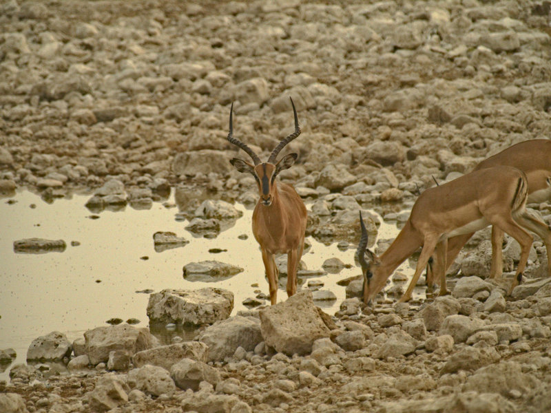 Okaukuejo, Impala